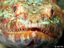 Toothy Grin.  I wanted to fill the shot so crept closer a... by John Hill 